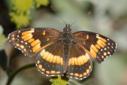 California Patch Butterfly