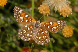 Mormon Metalmark Butterfly