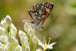 Mormon Metalmark Butterfly