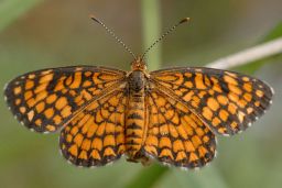 Elada Checkerspot Butterfly