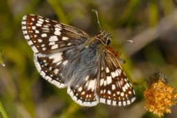 Common Checkered Skipper Butterfly