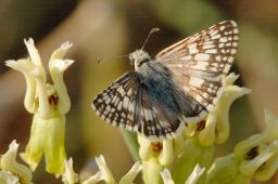 Common Checkered Skipper Butterfly