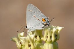 Gray Hairstreak Butterfly