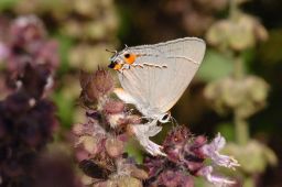 Gray Hairstreak Butterfly