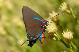 Hairstreak Gallery