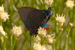 Great Purple Hairstreak Butterfly