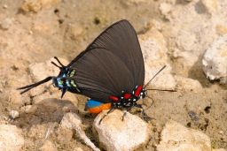 Great Purple Hairstreak Butterfly