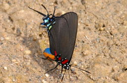 Great Purple Hairstreak Butterfly