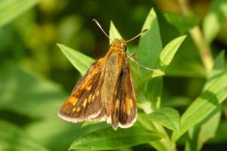 Peck's Skipper Butterfly