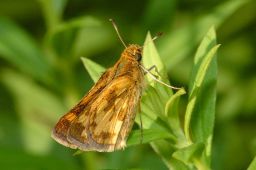 Peck's Skipper Butterfly