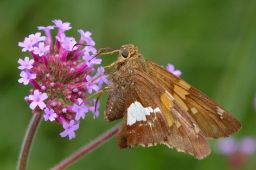 Silver-spotted Skipper Butterfly