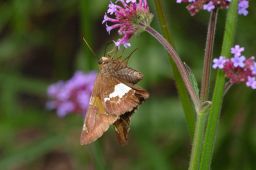 Silver-spotted Skipper Butterfly