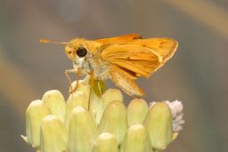 Fiery Skipper Butterfly