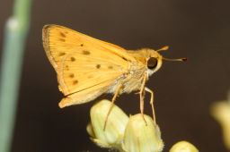 Fiery Skipper Butterfly