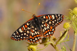 Variable Checkerspot Butterfly