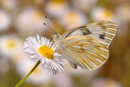 Checkered White Butterfly