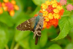 Long-Tailed Skipper Butterfly