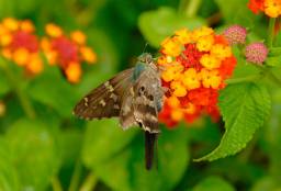 Long-Tailed Skipper Butterfly