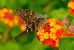Long-Tailed Skipper Butterfly
