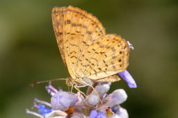 Fatal Metalmark Butterfly