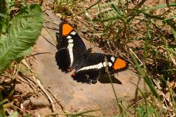 Arizona Sister Butterfly