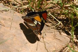 Arizona Sister Butterfly