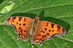 Eastern Comma Butterfly