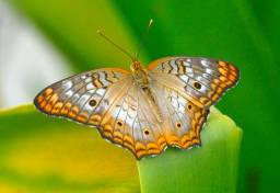 White Peacock Butterfly