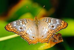 White Peacock Butterfly