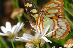 Malachite Butterfly