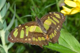 Malachite Butterfly