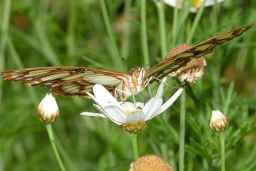 Malachite Butterfly