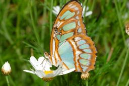 Malachite Butterfly