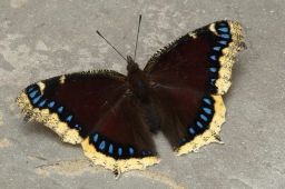 Mourning Cloak Butterfly