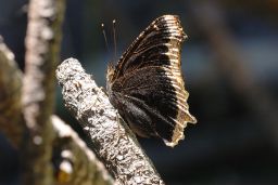 Mourning Cloak Butterfly