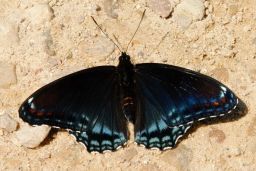 Red-Spotted Purple Butterfly