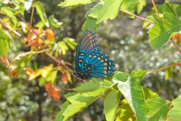 Red-Spotted Purple Butterfly