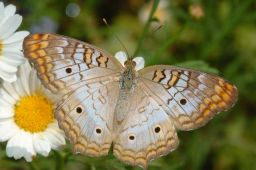 White Peacock Butterfly