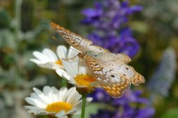 White Peacock Butterfly