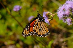 Monarch Butterfly