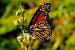 Monarch Butterfly