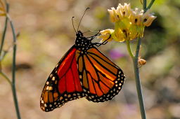 Monarch Butterfly