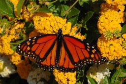 Monarch Butterfly