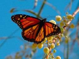 Monarch Butterfly