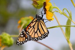 Monarch Butterfly