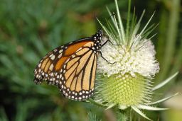 Monarch Butterfly