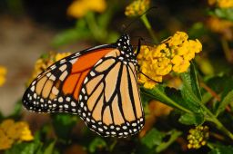 Monarch Butterfly