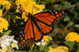 Monarch Butterfly