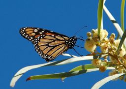 Monarch Butterfly