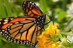 Monarch Butterfly